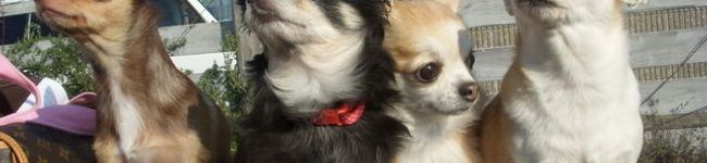 lovemoco's header image