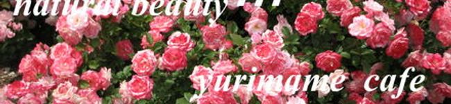 ゆりまめ's header image