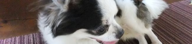 ＮＹサンジ's header image