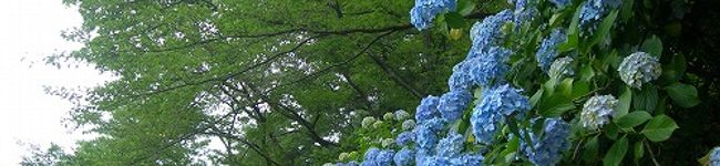 ハーブテイー's header image