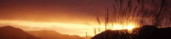 シルフス's header image
