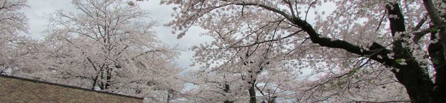 きさらぎ棗's header image