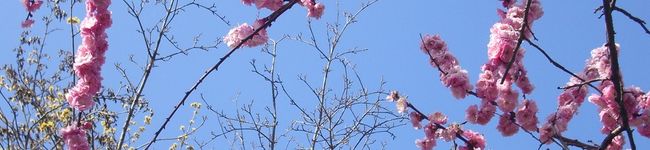 Mochamaru's header image
