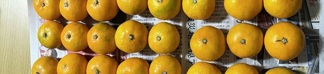 Avo's header image