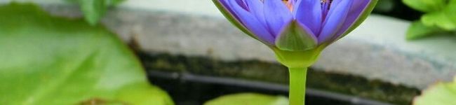 Miro99999's header image