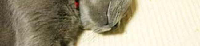 ゆきちさん's header image