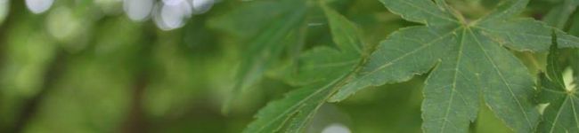 saitjn's header image