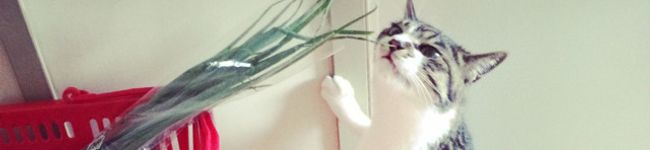 宮田小豆's header image