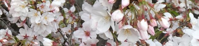 ak1_h's header image