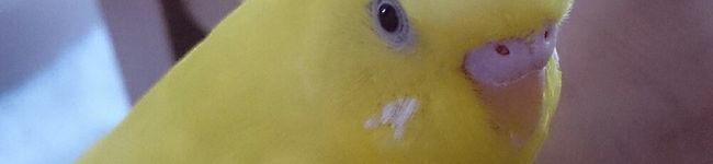 刹那☆育児中's header image