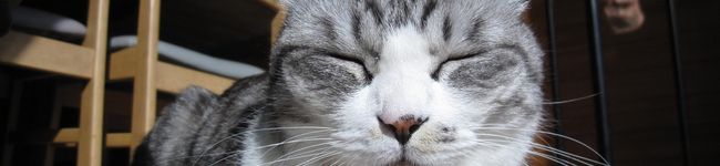 chotako's header image