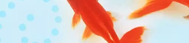 金魚金魚金魚's header image