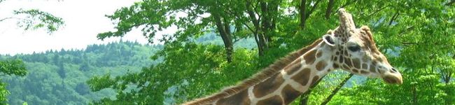 clavellina's header image