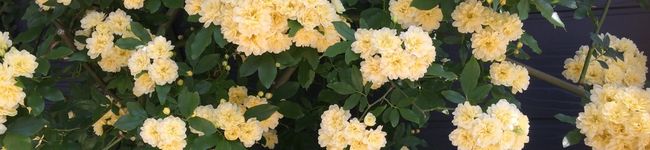 Yunoan's header image