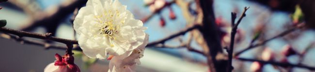 starberyl's header image