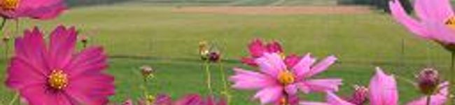 kmayu's header image