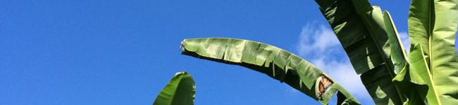 dekomog's header image