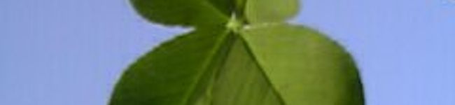 emily38's header image