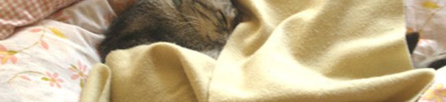 猫のねーちゃん's header image
