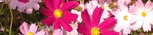 あゆはなまる's header image