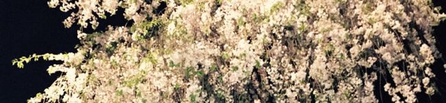 しゅりゆ's header image