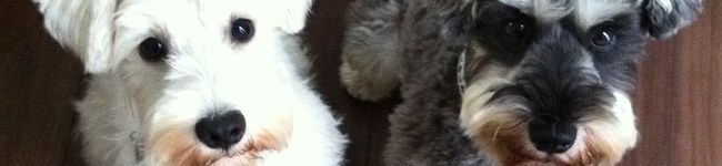 Leon_Noel's header image