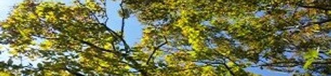 azuule's header image