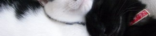 yuki_yu's header image