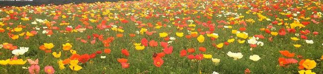 tonsayu's header image