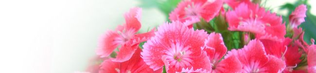 Kei-ko's header image