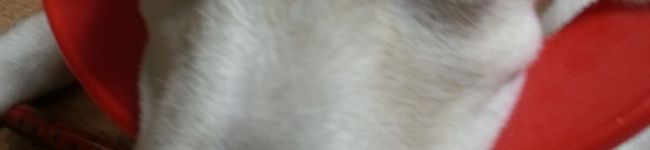 まいばー's header image