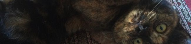 ねこ使い's header image