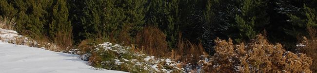 プス君's header image