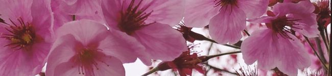 My's header image