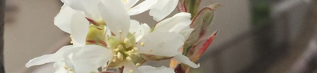chez_H's header image