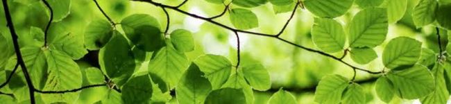 Lumiga's header image