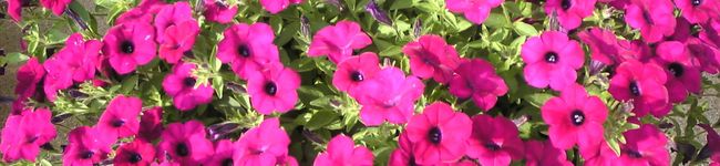 ふっち's header image