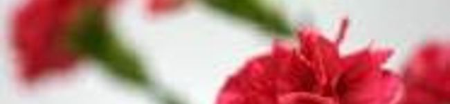 ajisaixxx's header image