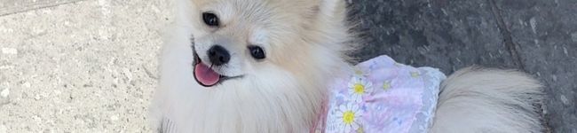 naomoso's header image