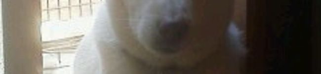 gomalson's header image