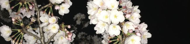 琉ちゃむママン's header image