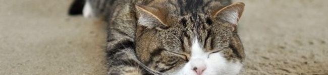 ミミねこにゃん's header image