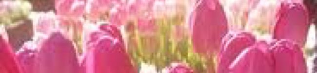 mayu0891's header image