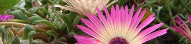 naomixx's header image