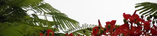 Nana983's header image