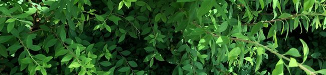 Coffeebeen's header image