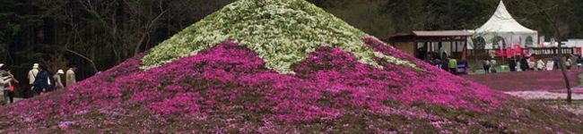 siwis's header image