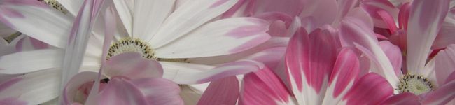 yagiyagi's header image