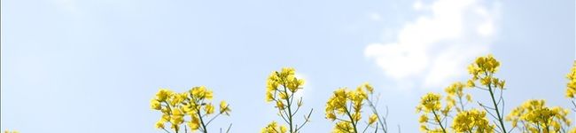 ｐｏｐｏｏ＊'s header image