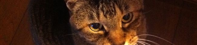 nekocook's header image